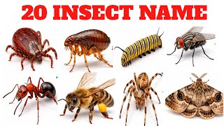 🐜 20 Insects Name Hindi & English | Easy Learning for Kids
