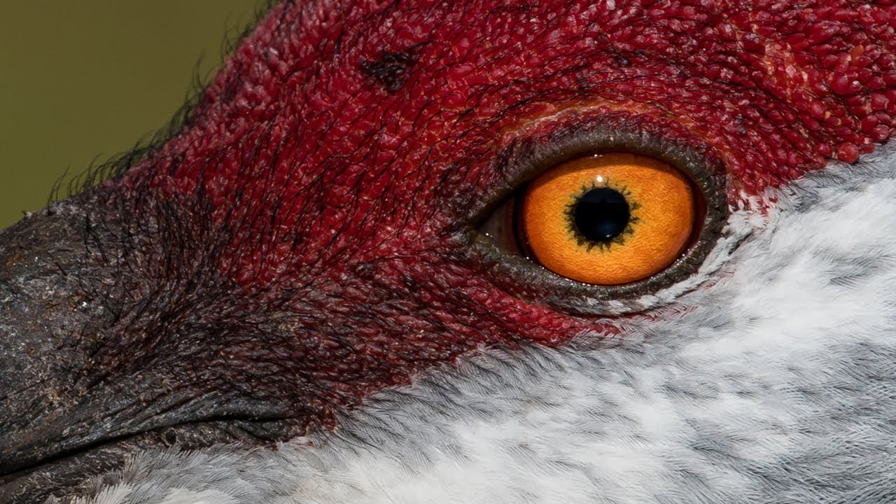 Nikon D850 Captures Incredible Detail - D500 Captures Insane Action