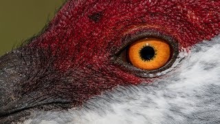 Nikon D850 Captures Incredible Detail - D500 Captures Insane Action - Wildlife Bird Photography
