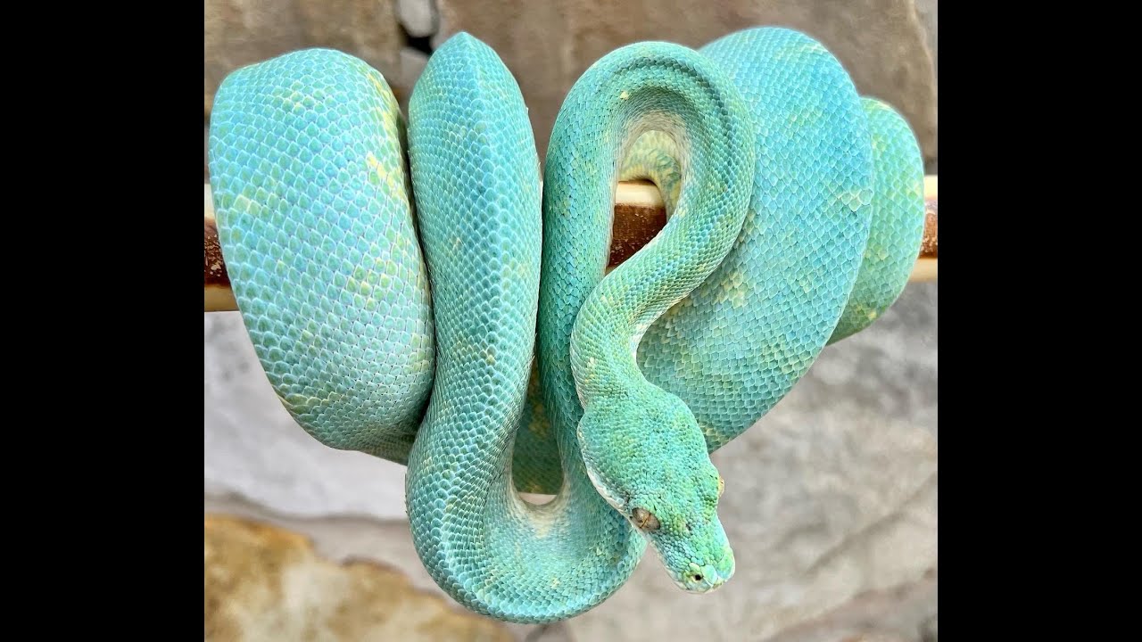 Phoenix Reptiles 2022 GTP Clutches - YouTube