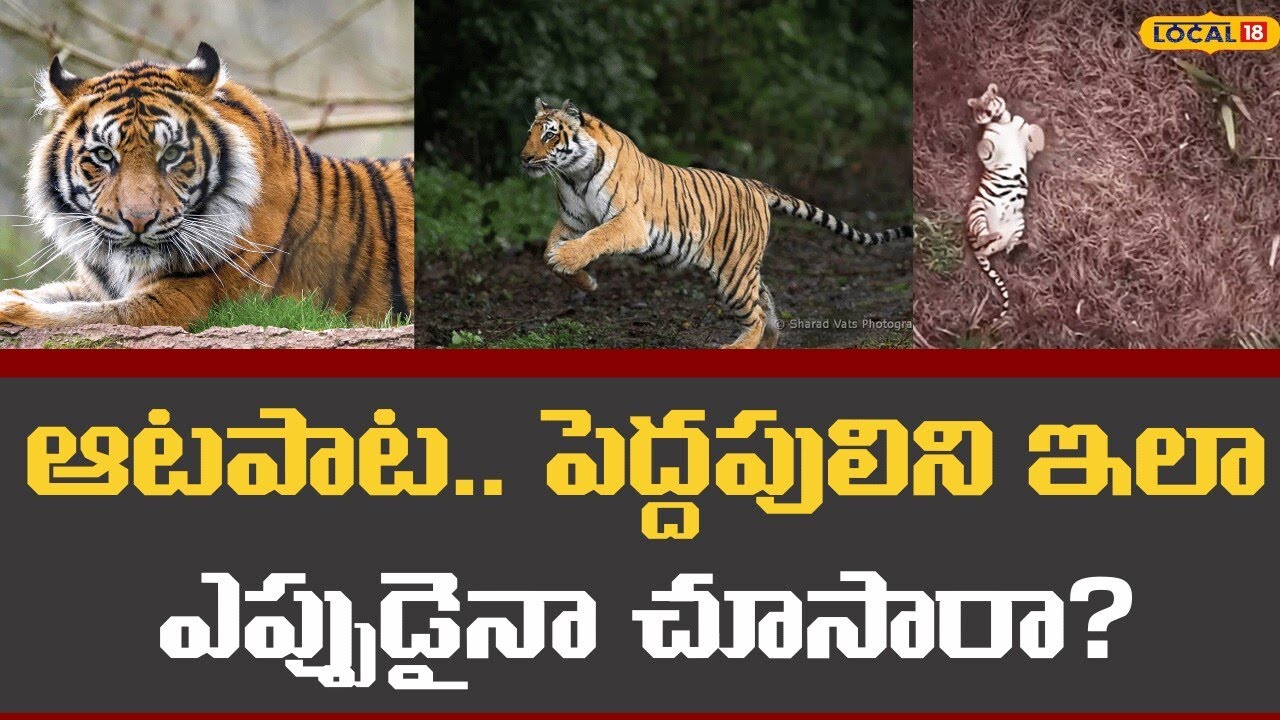 Tiger playful scenes recorded by fly camera |పోలవరం సరిహద్దు ప్రాంతాల్లో పెద్దపులి | #local18v