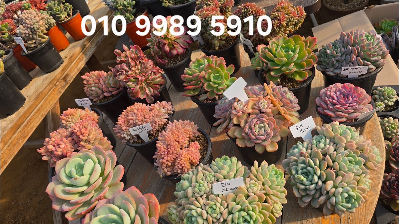 다육이 새물건이 들어왔어요 ~