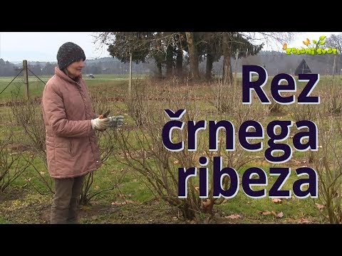 Video: Obrezovanje črnega Ribeza. Bolezni črnega Ribeza