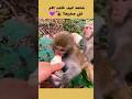 الأم بين خوفها على صغيرها وعناده 