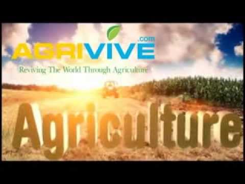 bulk-rice-supply,-international-bulgur-wheat,-long-grain-white-rice-aid,-long-term-bulgur-wheat