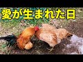 えぇぇぇー!?ちょ、何してんのっ!!!【鶏飼育】 77話目
