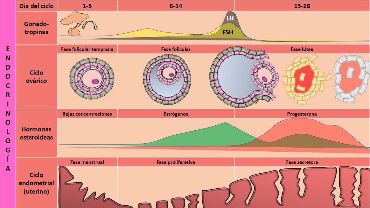 Fases del ciclo ovarico