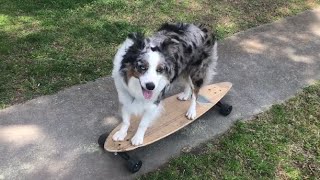Teaching a Dog Skateboarding  Penny the Australian Shepherd by Uniq Perspektive 8,283 views 3 years ago 2 minutes, 16 seconds