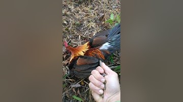 Bẫy gà rừng 1/3/2022. Bổi tơ quá sung😁😁