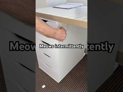 Cat Prank With A Surprise When It S Found