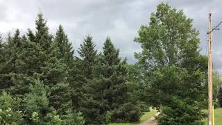Trees dancing in the wind