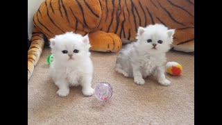 Persian Kittens  From birth to new homes  VLOG #6
