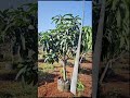 The mango trees in the UV-resistant high-strength planting bags have already bloomed #growbags #farm