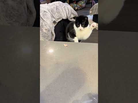 Котик очень сильно любит поиграться! #cute #cat #кошкивидео #смешныекошки #весело #природа