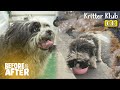 The Doggo Only Eats Human Foods And The Reason Why is... I Before &amp; After Makeover Ep 85