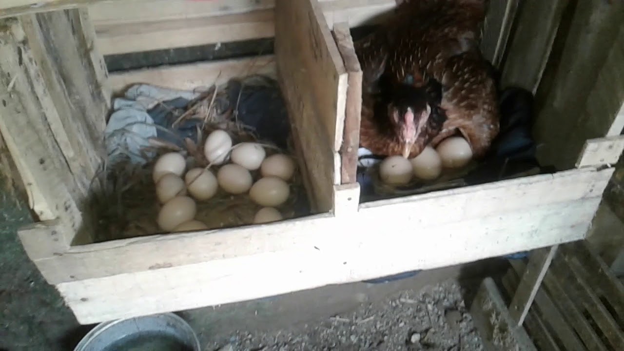 Ternak ayam ala rumahan 