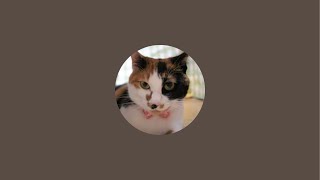 2026.3.8 まったり猫部屋