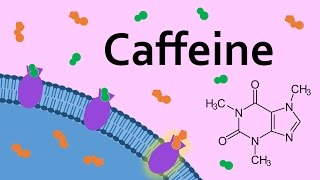 Caffeine and Adenosine Receptors