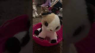 New pets alive smitten kittens