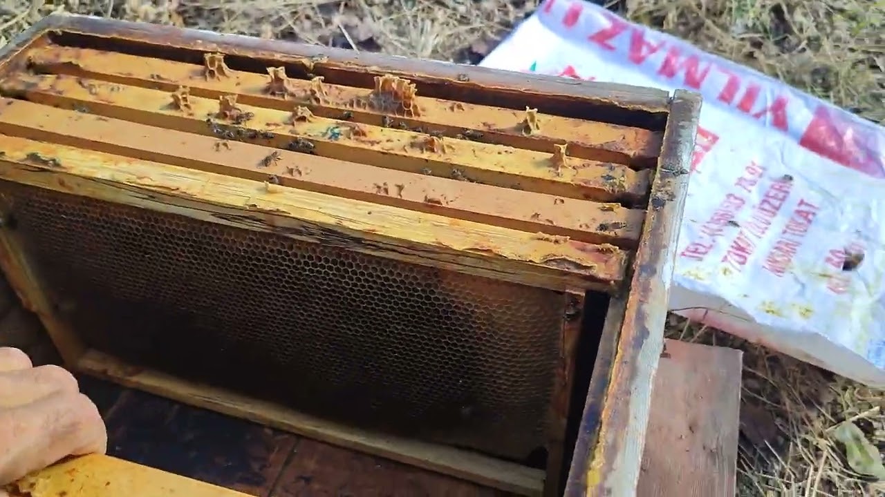 Arılarda sonbahar bakımı# Ana arı kontrolü#Varroa mücadelesi# Arı bakımı