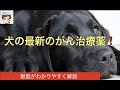 【大発見】犬の新しいがん治療薬が開発！　〜今の治療法はいらなくなる？〜