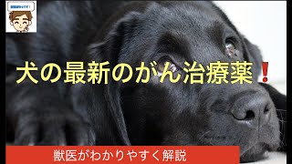 【大発見】犬の新しいがん治療薬が開発！　〜今の治療法はいらなくなる？〜