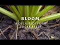 Bioplastics from sugar beets - BLOOM Bioeconomy