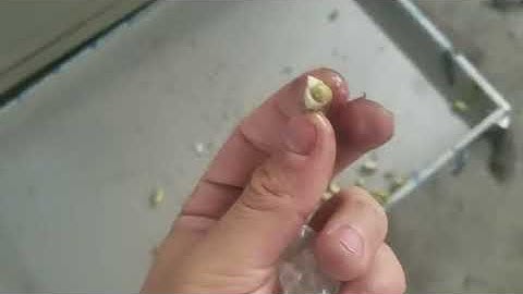 QH-N500H olive and fruit pitting stoning coring machine, pitter stoner