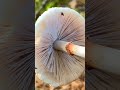 Лепиота гребенчатая (Lepiota cristata) short #shorts