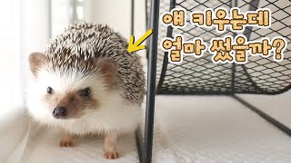 고슴도치 키우면서 지금까지 들어간 비용은 얼마일까? | How much has it cost for hedgehogs?