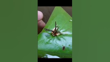 Thumbnail of Growing Water Lily (नीलकमल)  From Leaf#shorts