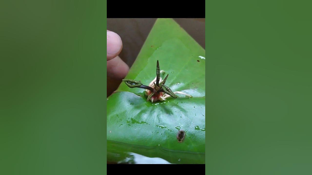 Growing Water Lily (नीलकमल)  From Leaf#shorts