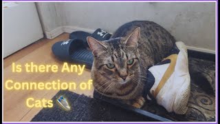 Why does My Cat like Sitting by the Shoe 🤣 Funny Cat Videos will Make you Laugh 😂 Watch till the End by Namira Taneem 🇨🇦 187 views 3 weeks ago 24 minutes