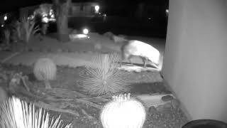 Javelina on the front yard