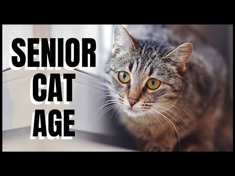 Video: Meningkatkan Kualitas Hidup untuk Kucing Senior Anda