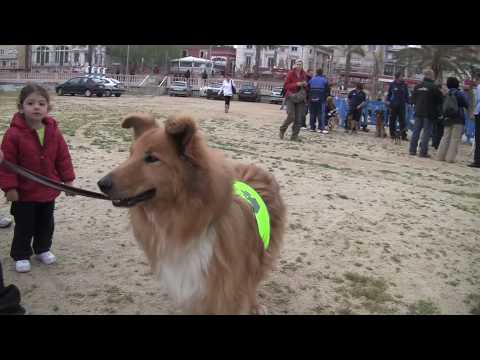 Vídeo: Per Què Els Gossos Tenen Bigotis?