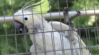 Freedom The Parrot & Rosie Red Fronted Macaw Over Plucks Nitro Sulfur Crested Atoo Feathered