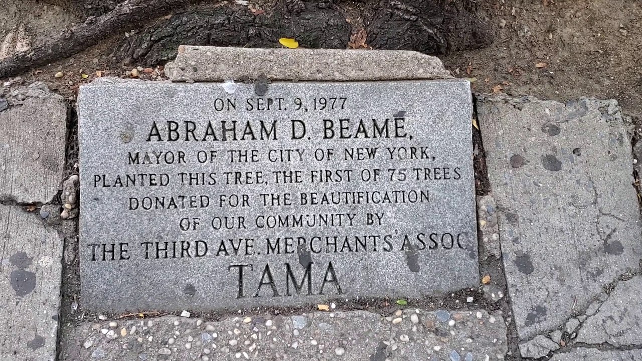 Tree planted on Third Ave. off 23rd by Mayor Abraham Beame.