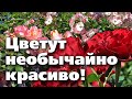 ТОП-7 НЕОБЫЧНЫХ РОЗ.  Они вас просто покорят!