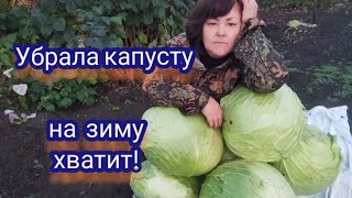 Убираю капусту. Что выросло . Гибриды Мегатон и Агрессор.