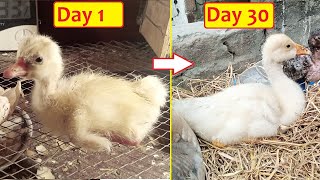 Goose Egg hatching to Growth till Day 30 | Duckling and Growth time lapse