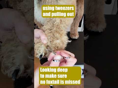 Vídeo: 5 lugares para verificar a grama Foxtail em seu cão