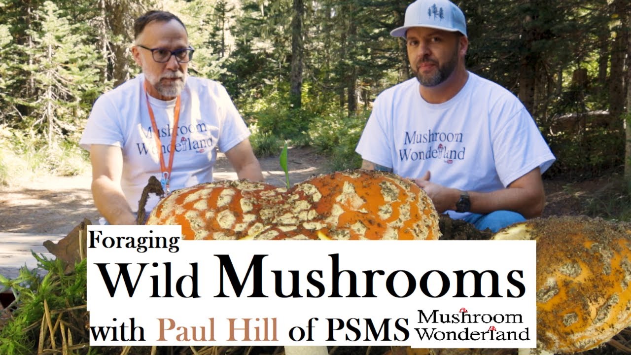 Foraging Amazing Wild Mushrooms with Paul Hill of PSMS. Early Autumn 2023