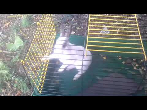 Lapin intelligent ouvre sa cage.