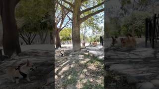 Libres en el parque💕​ #corgi #pets