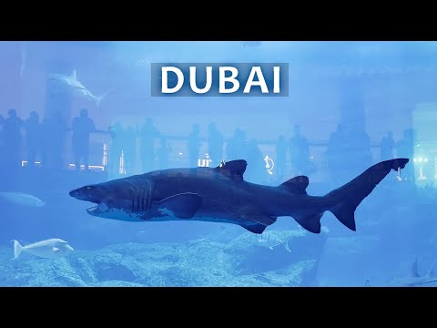 Video: Дубай соода борборундагы океанариум: сүрөттөмө, өзгөчөлүктөр, кызыктуу фактылар жана сын-пикирлер