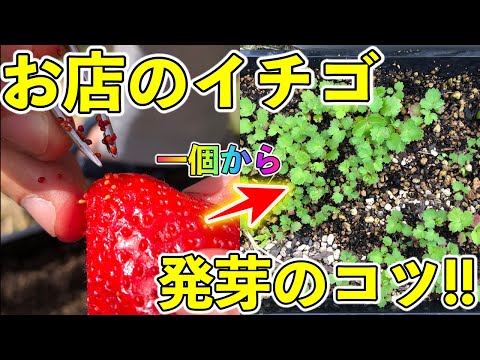 【イチゴの再生栽培】種取り〜発芽まで！ 成功率を上げる方法！イチゴは腐らせてから！好光性種子！沖縄でもできるのか？