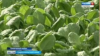 "Беби лиф" растения будут выращивать на Ставрополье "Беби лиф" растения будут выращивать на Ставрополье