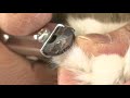 動物病院併設トリミングサロンのトリマーによる「愛猫の爪切り動画（長毛猫）」