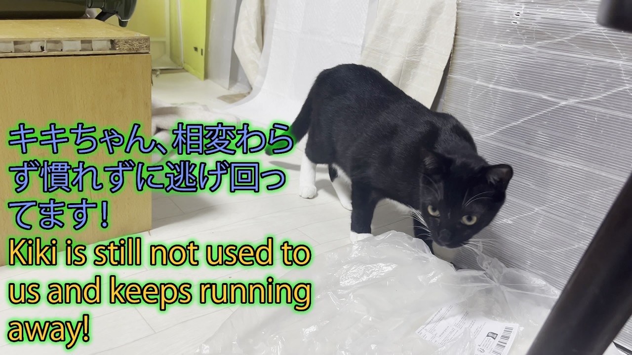 キキちゃん、相変わらず慣れずに逃げ回ってます！Kiki is still not